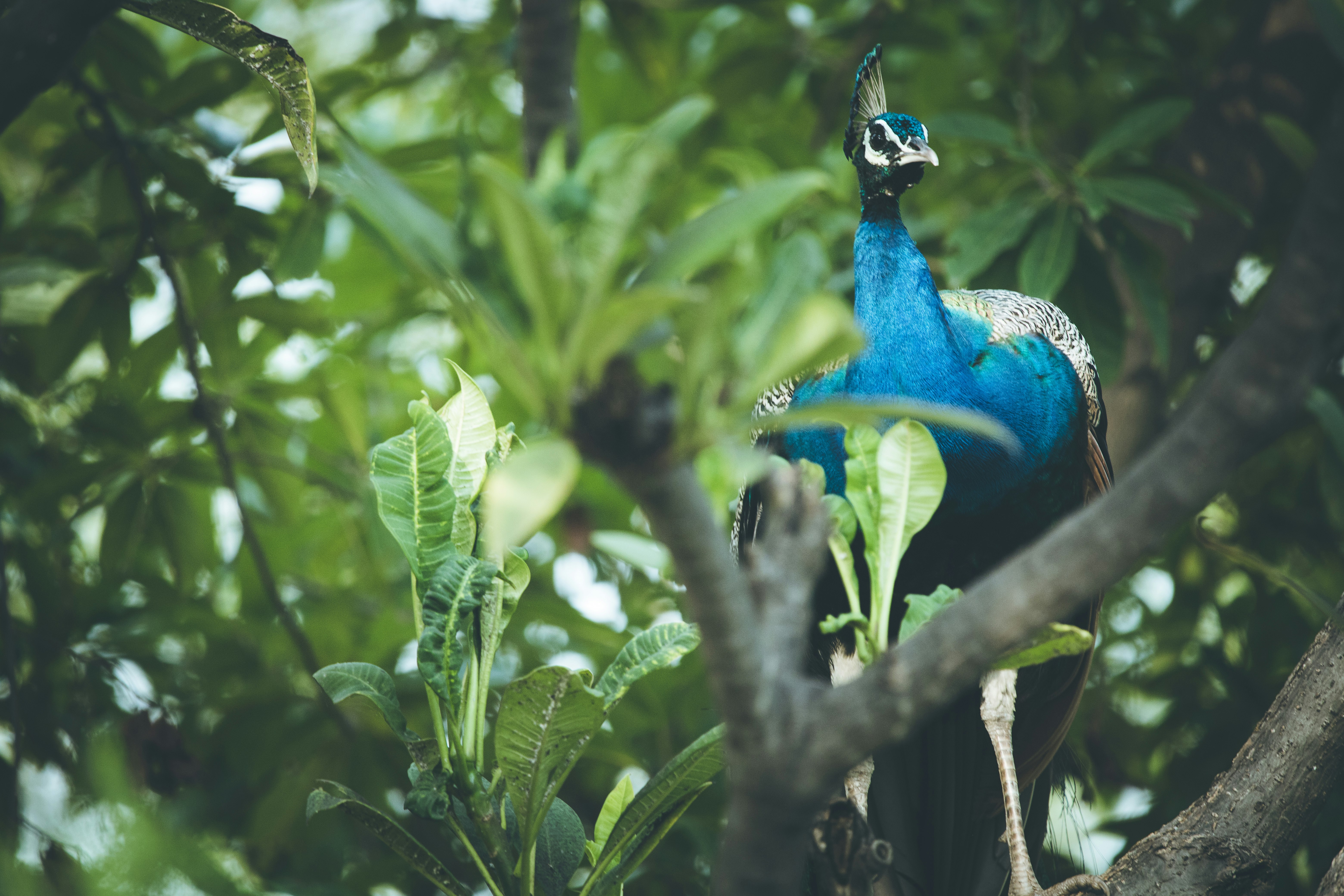blue peacock on tree branch during daytime